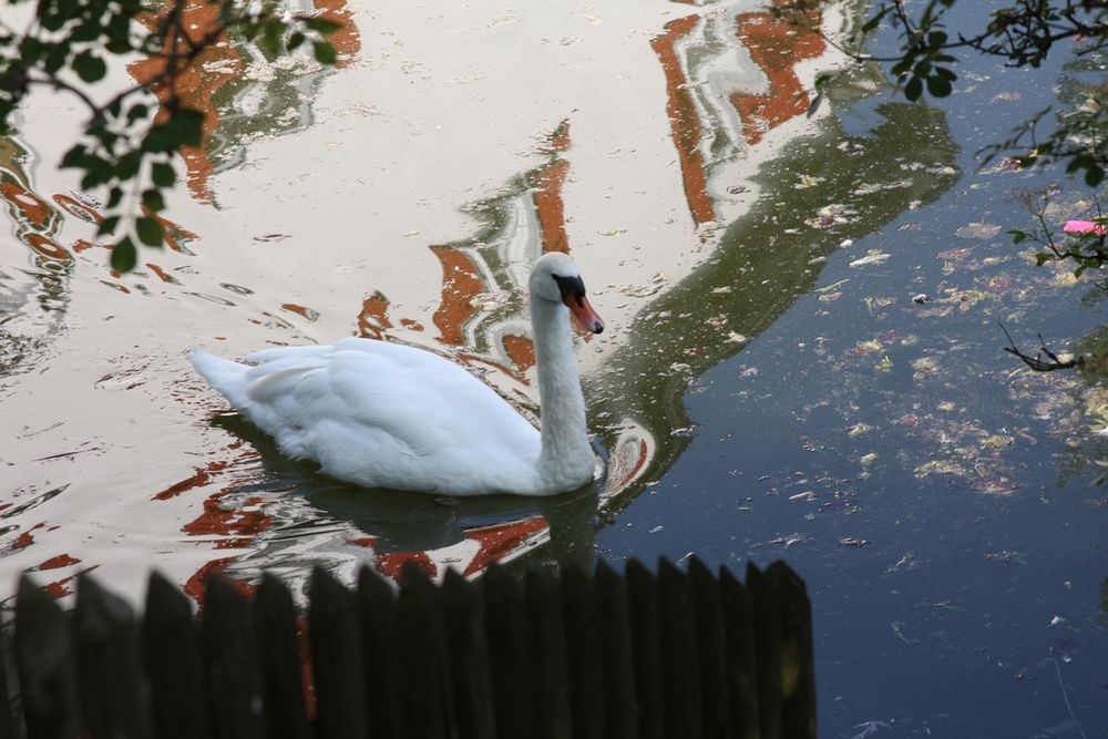 Ein Schwan…