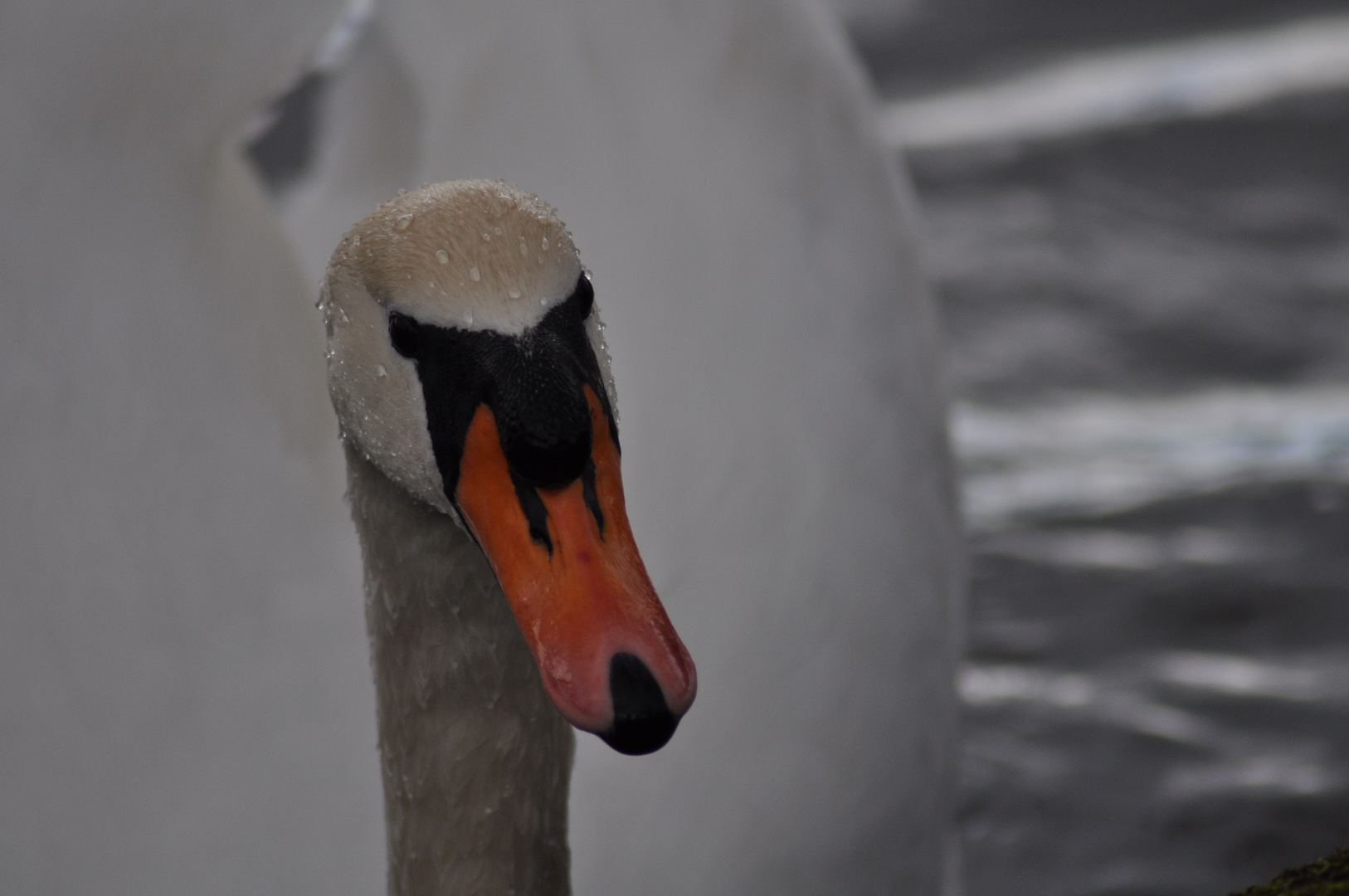 Ein Schwan