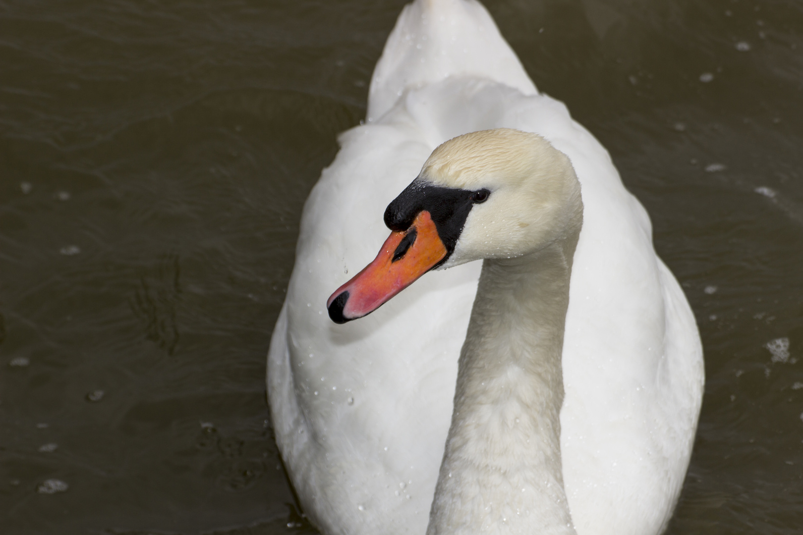 Ein Schwan