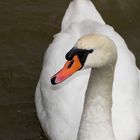 Ein Schwan