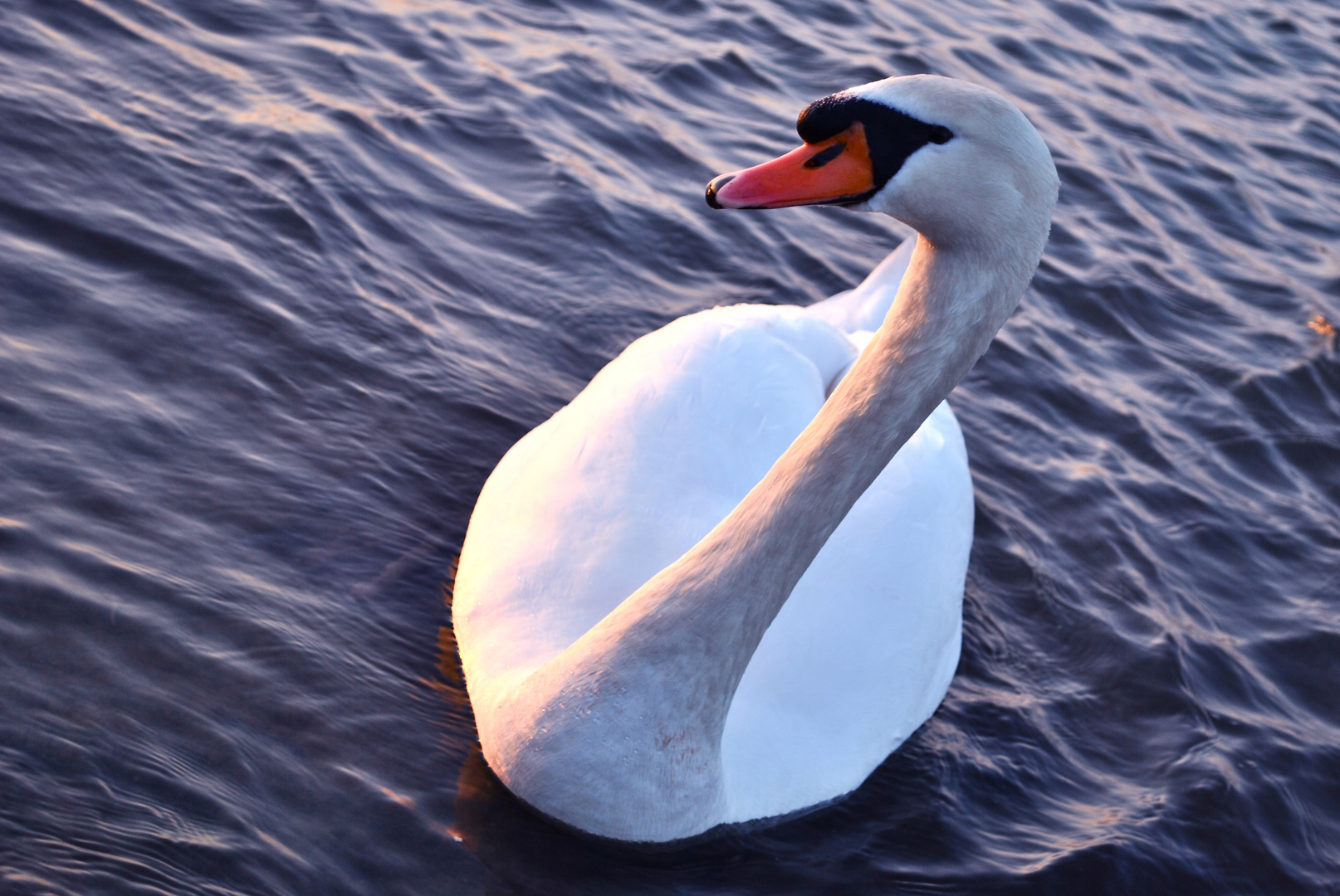 Ein Schwan