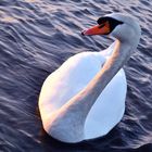 Ein Schwan