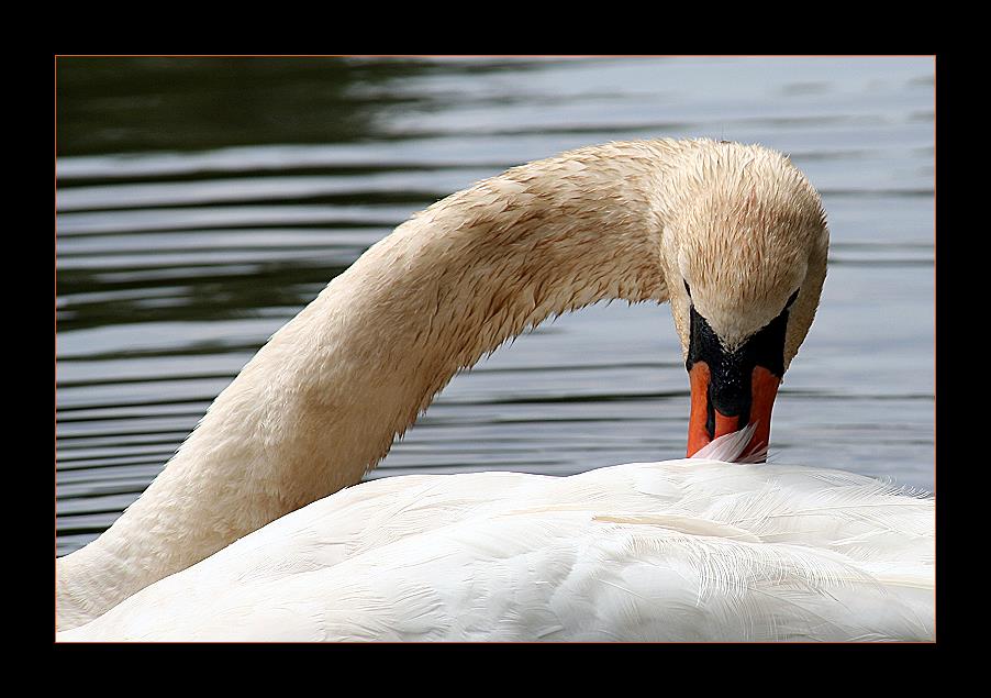 Ein Schwan