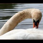 Ein Schwan