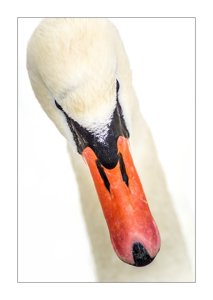 ein Schwan