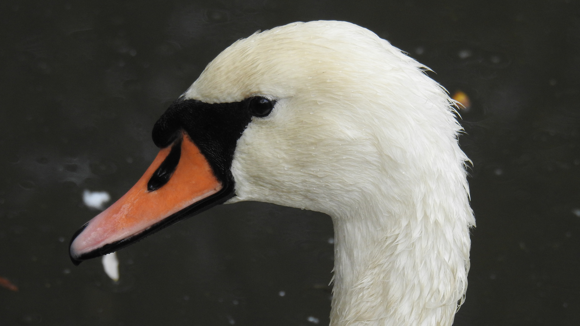 ein Schwan.