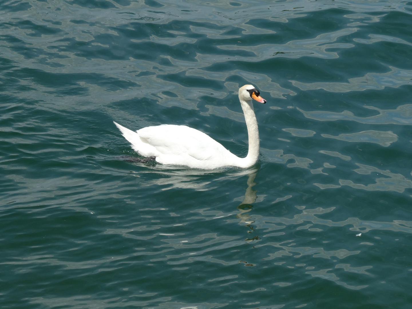 Ein Schwan