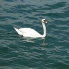 Ein Schwan