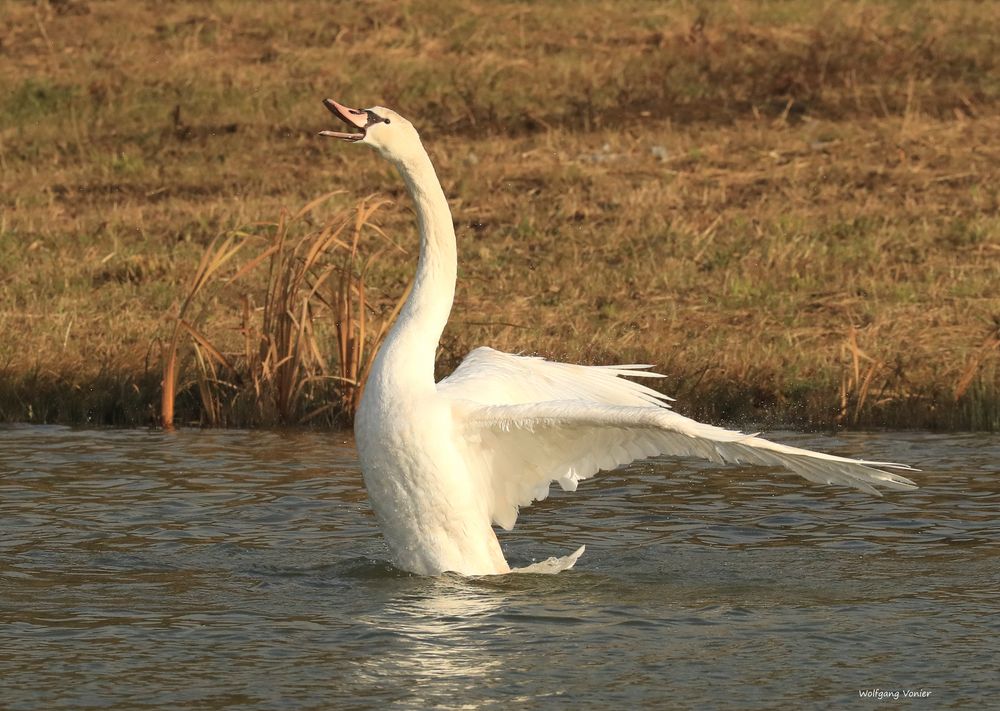 Ein Schwan