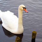 Ein Schwan