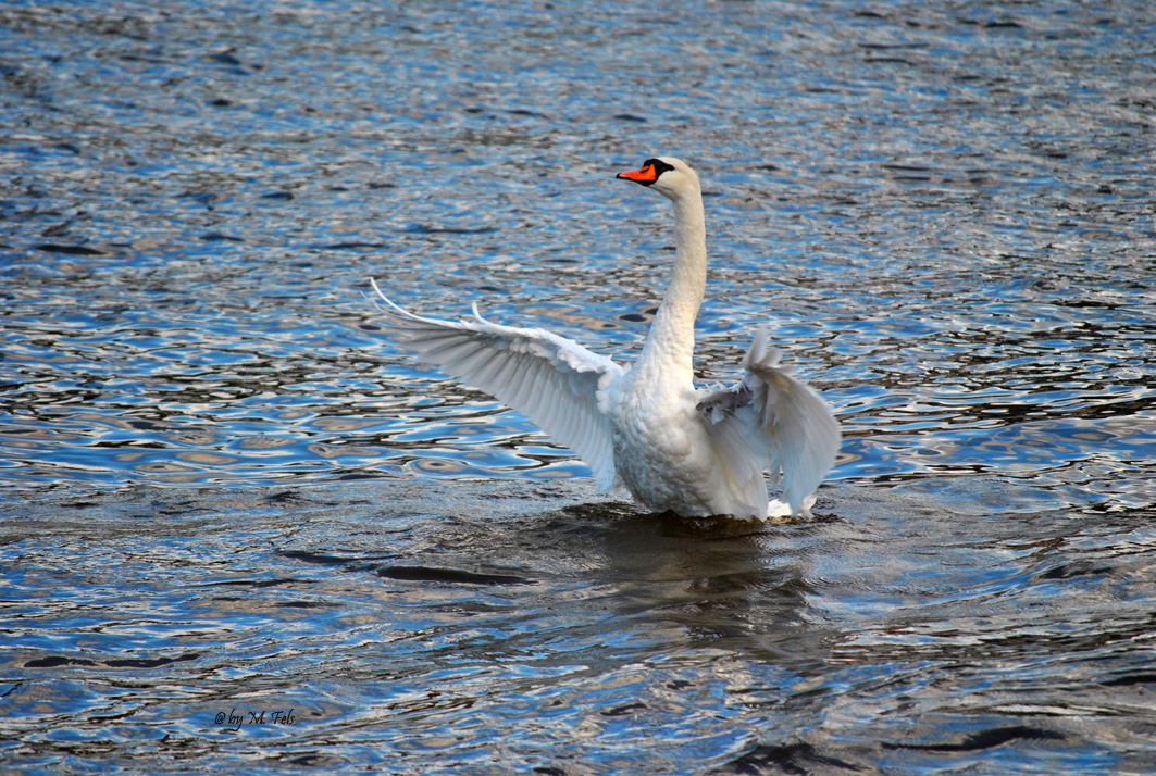 Ein Schwan