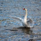 Ein Schwan