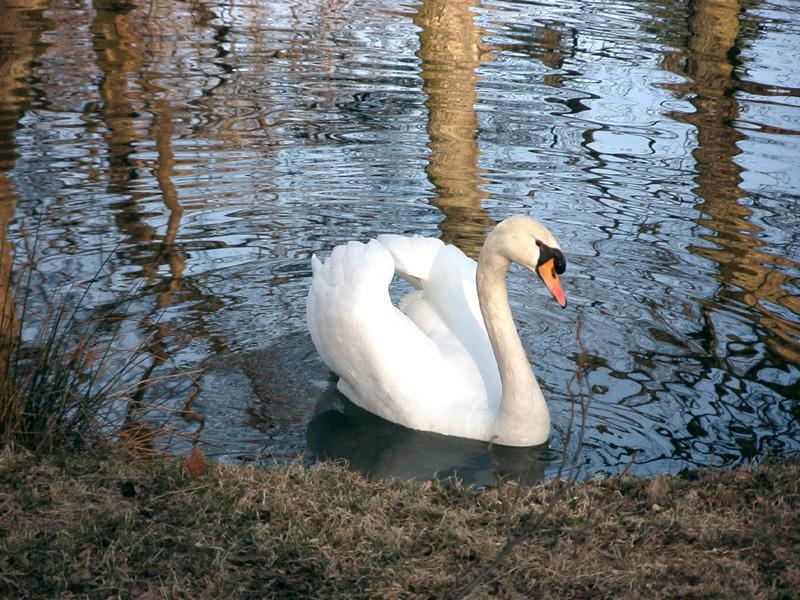 Ein Schwan