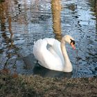 Ein Schwan