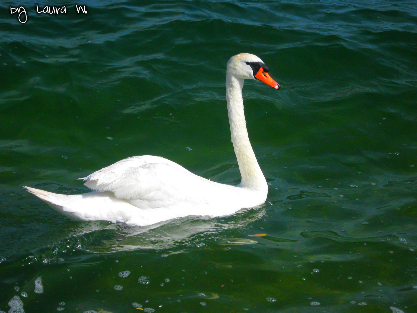 ein Schwan