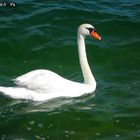 ein Schwan