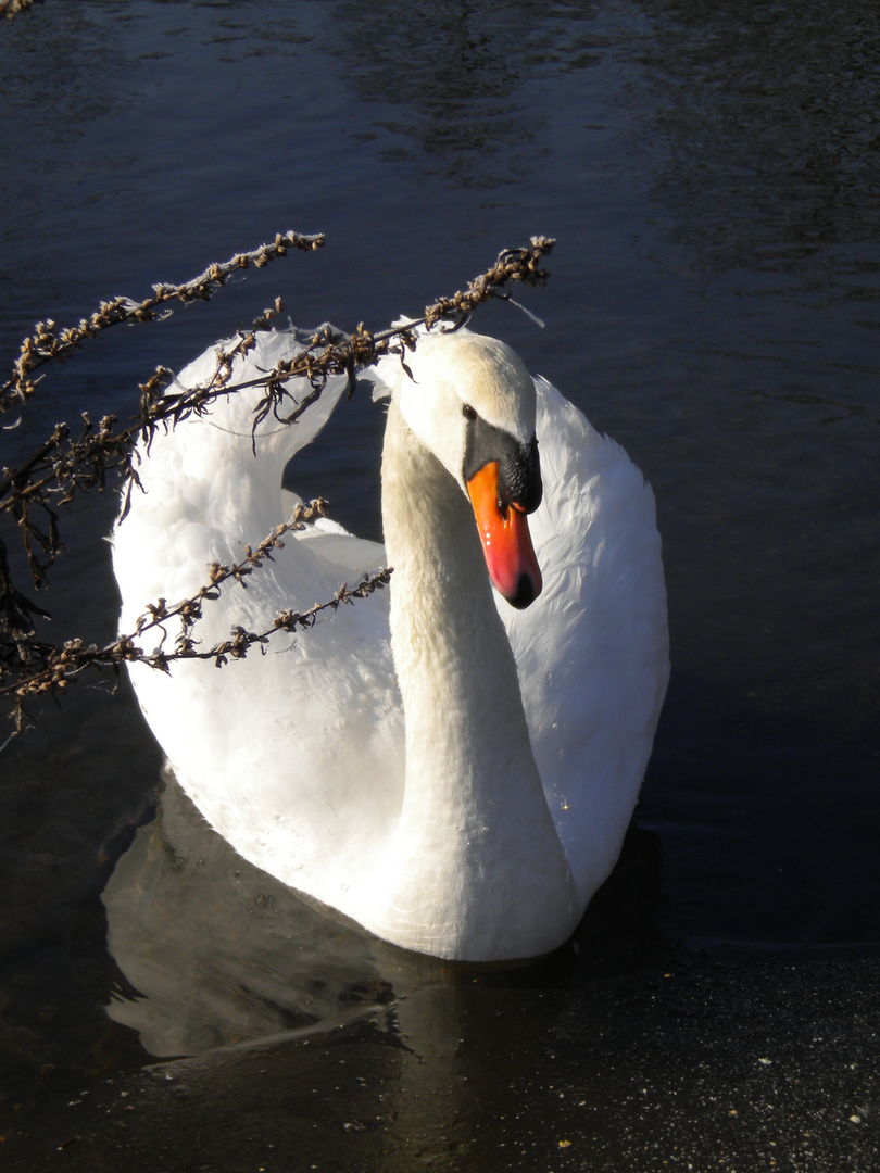 Ein Schwan allein kann nicht sein...