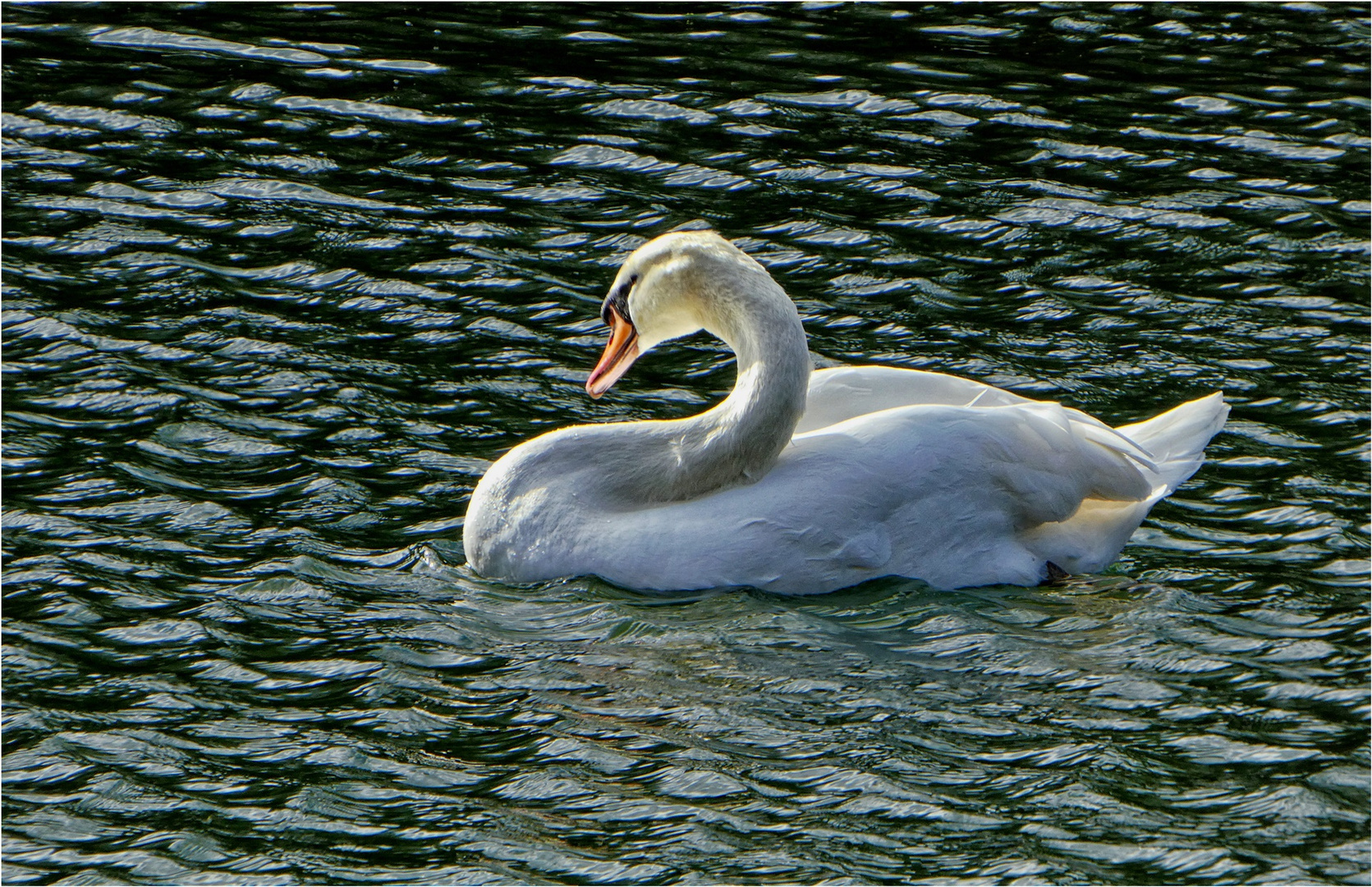 Ein Schwan am Beyenburger Stausee