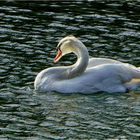 Ein Schwan am Beyenburger Stausee