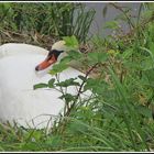 Ein Schwan am Mainufer