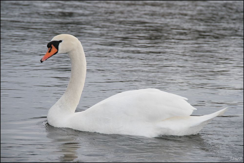 Ein Schwan am Rhein