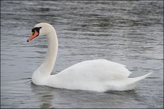 Ein Schwan am Rhein