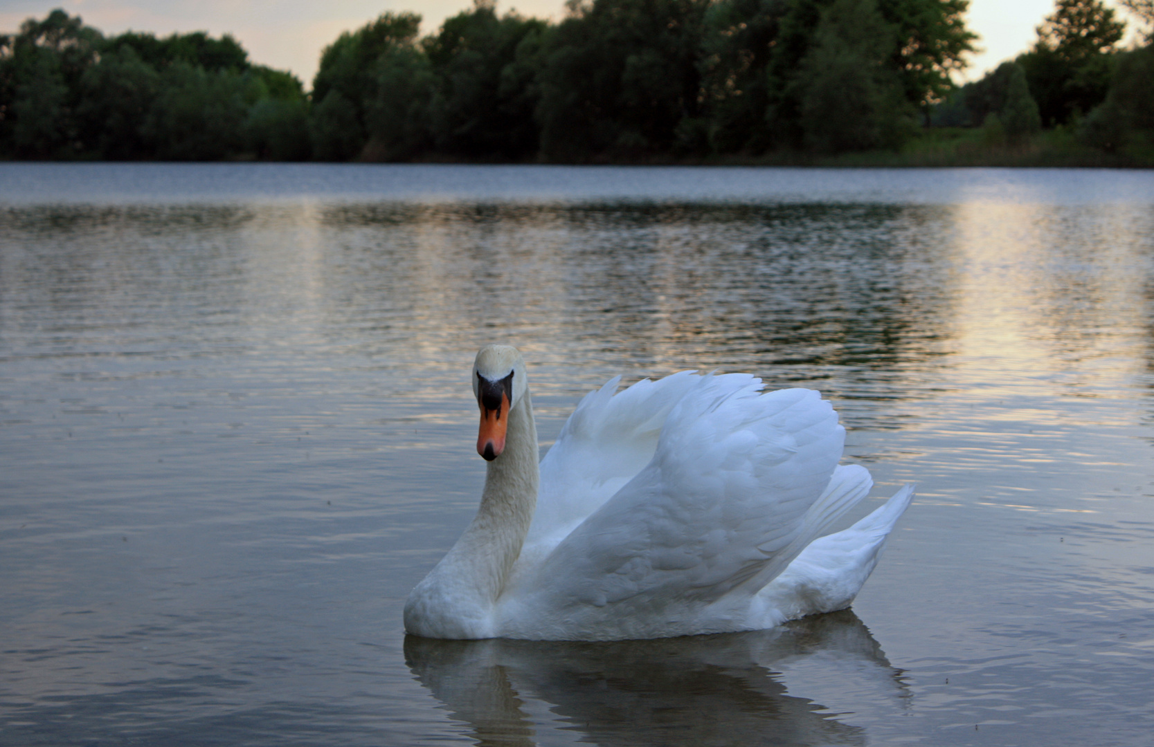 Ein Schwan am See...