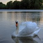 Ein Schwan am See...