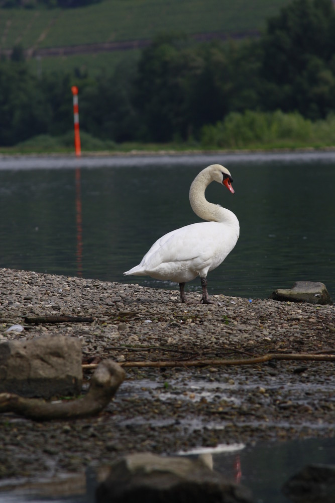 Ein Schwan am Ufer