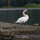 Ein Schwan am Ufer