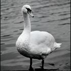 Ein Schwan an der Saar