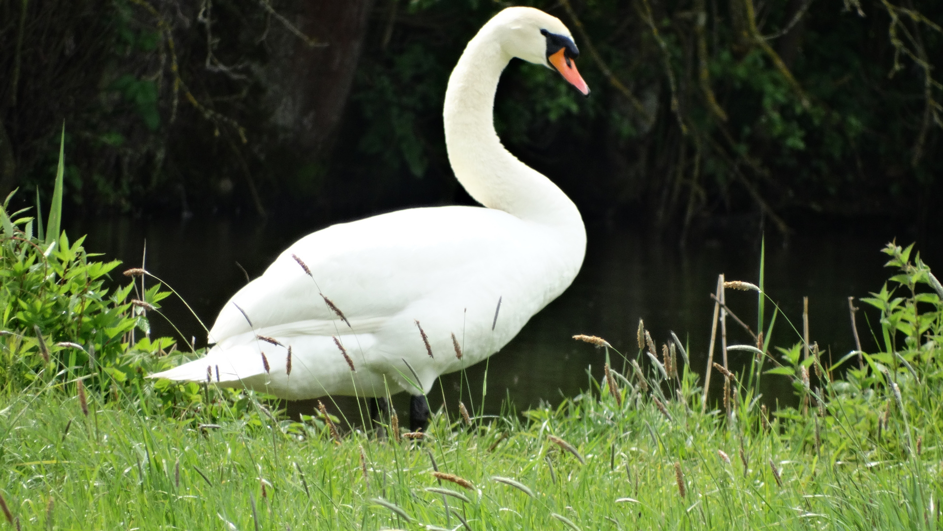 Ein Schwan an der Vils