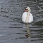 ein Schwan auf dem alten Neckar