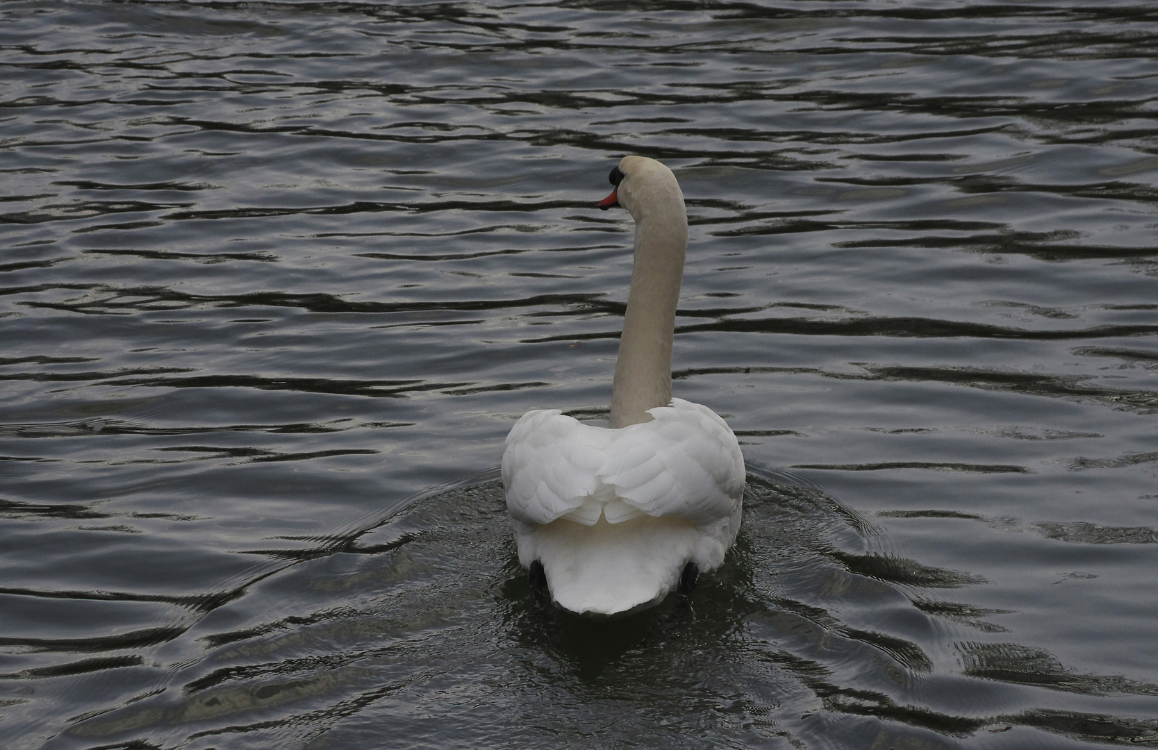 ein Schwan auf dem alten Neckar