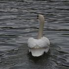 ein Schwan auf dem alten Neckar