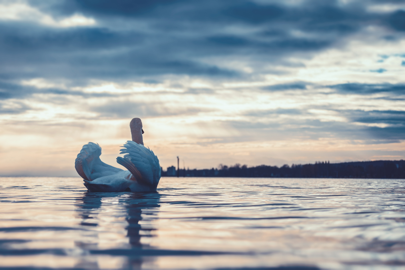 Ein Schwan auf dem Bodensee