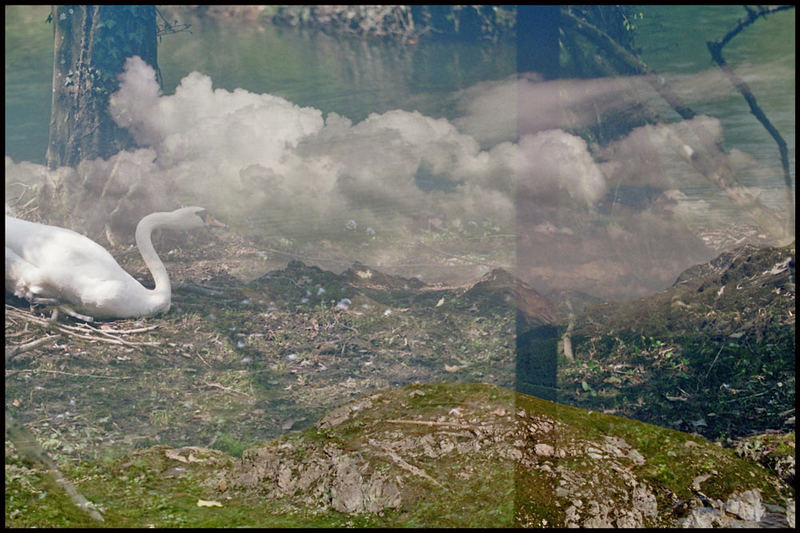 Ein Schwan auf dem Rigi