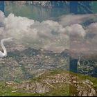 Ein Schwan auf dem Rigi