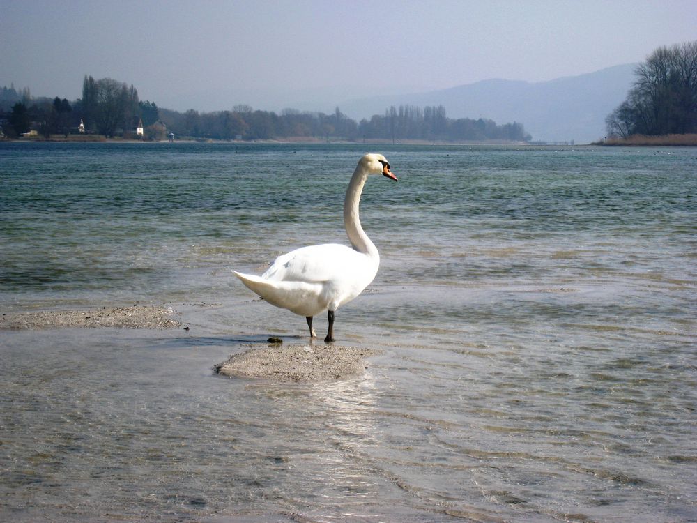 Ein Schwan auf einem Stein im Rhein bei Stein am Rhein ( 06.03.11 )