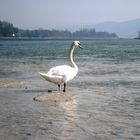 Ein Schwan auf einem Stein im Rhein bei Stein am Rhein ( 06.03.11 )