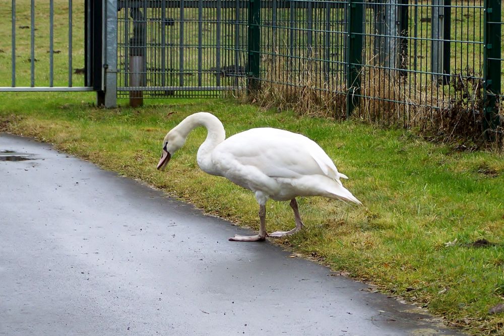 Ein Schwan auf  Wanderschaft.