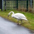 Ein Schwan auf  Wanderschaft.