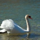 Ein Schwan