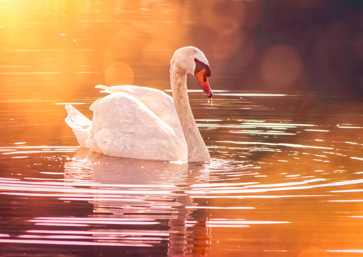 Ein Schwan Foto & Bild tiere, wildlife, wild lebende vögel Bilder auf