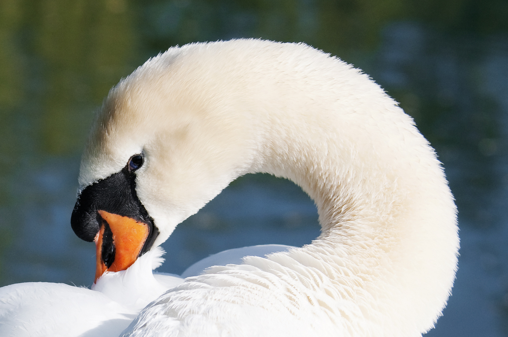 Ein Schwan beim Morgenputz