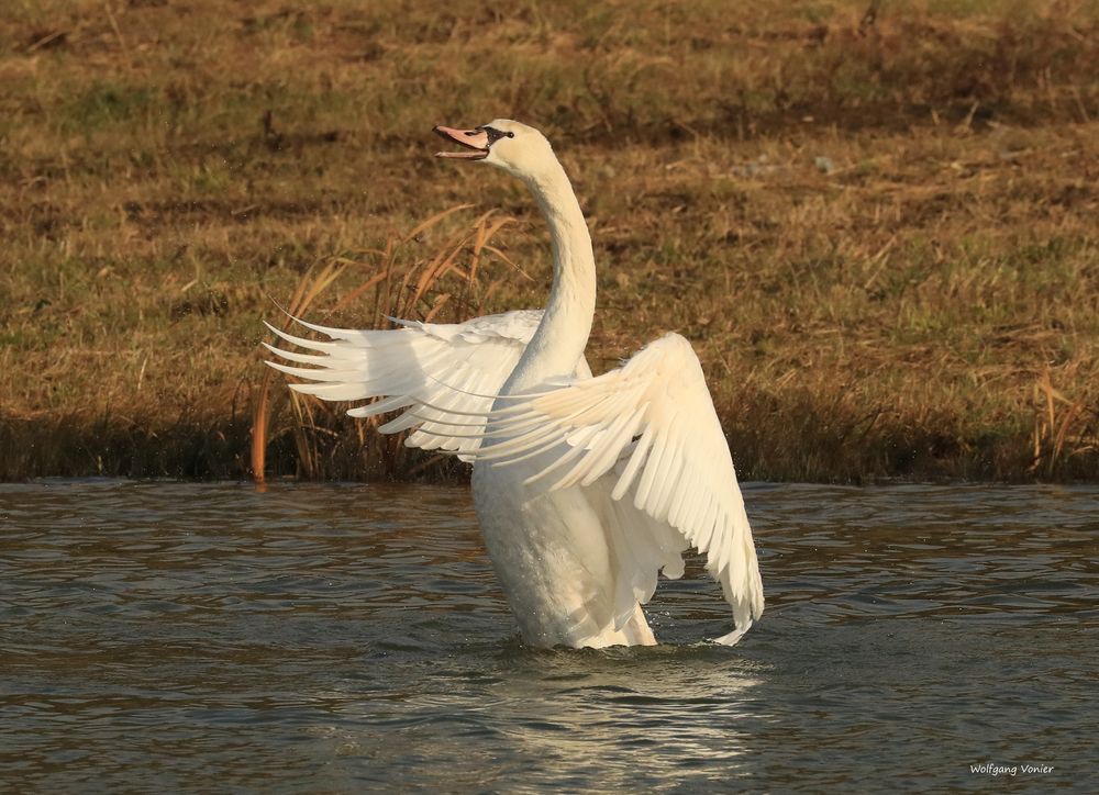 Ein Schwan 