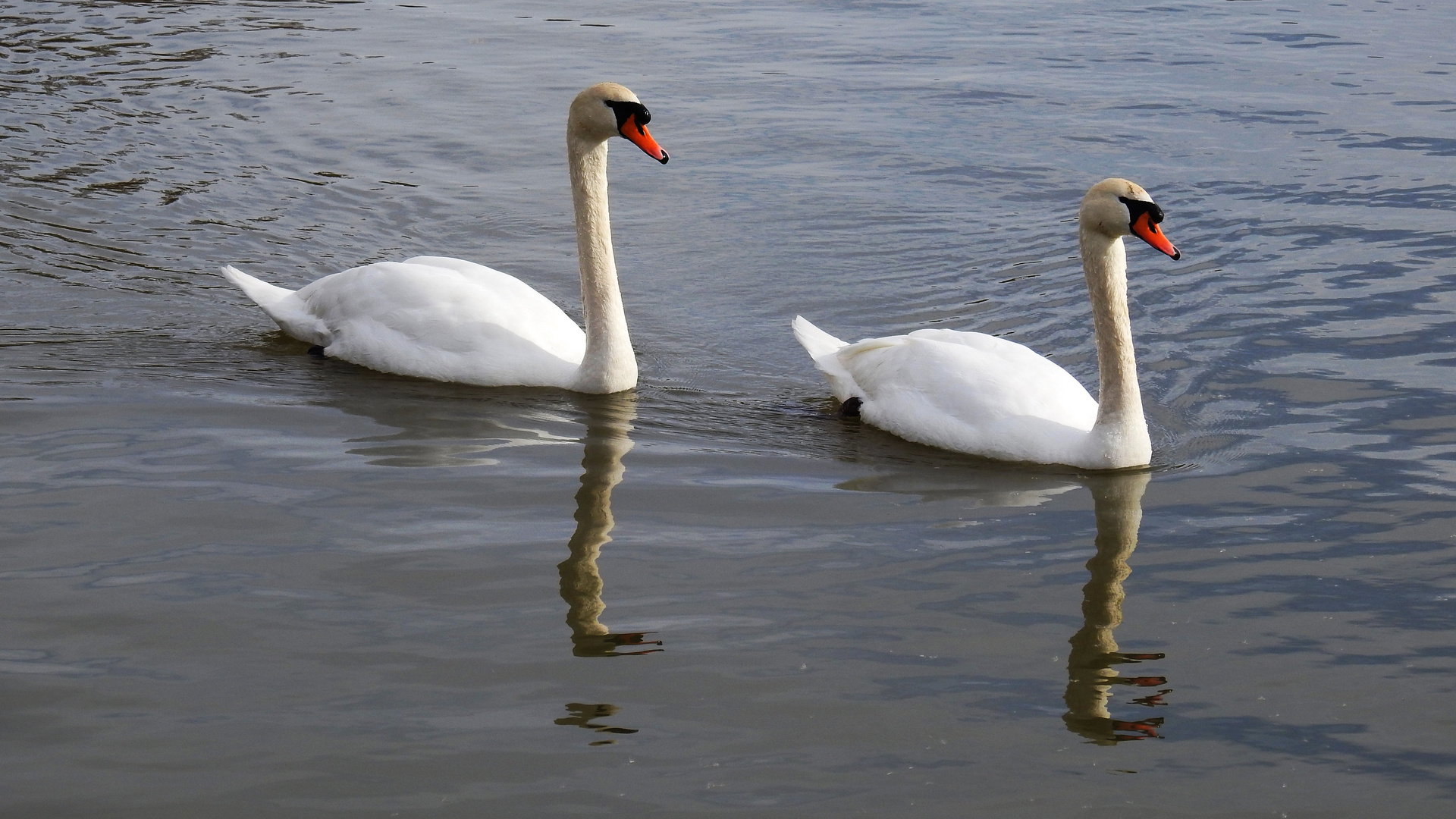 ein Schwan.