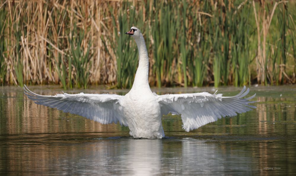 ein Schwan