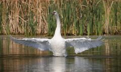 ein Schwan