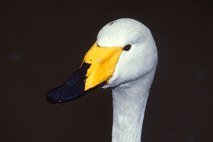 Ein Schwan